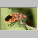 Corizus hyoscyami - Zimtwanze 09.jpg
